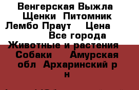 Венгерская Выжла. Щенки. Питомник Лембо Праут. › Цена ­ 35 000 - Все города Животные и растения » Собаки   . Амурская обл.,Архаринский р-н